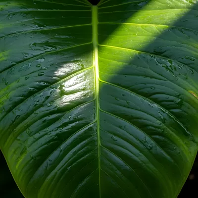 Imagen PNG para descargar